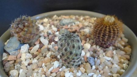 Grup de 3 cactusi; Sulcorebutia rauschii (Rebutia canigueralii)
Frailea angelesii (Frailea mammifera ssp. angelesiae)
Copiapoa humilis ssp. tenuissima
