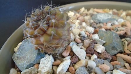 Copiapoa humilis ssp. tenuissima