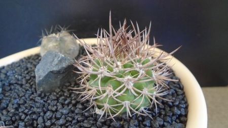 Eriosyce (Pyrrhocactus) bulbocalyx