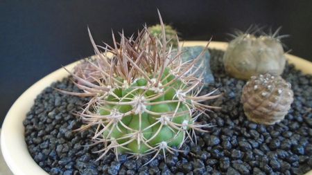 Eriosyce (Pyrrhocactus) bulbocalyx