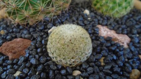 Mammillaria sp., K 145/3 (M. gieseckei n.n., Calipam, Puebla, Mx.,Collector: Heinz-Josef Klein)