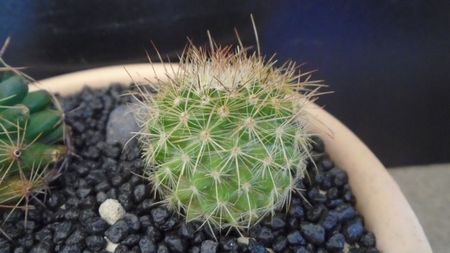 Mammillaria varieaculeata