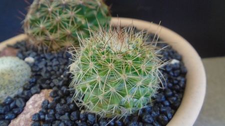 Mammillaria varieaculeata