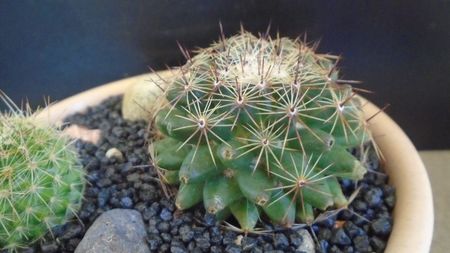 Mammillaria heyderi