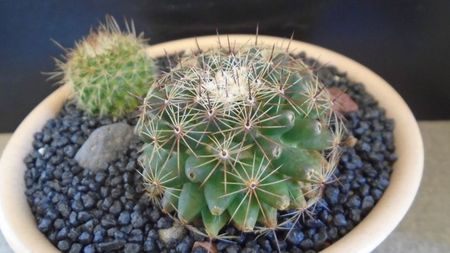 Mammillaria heyderi