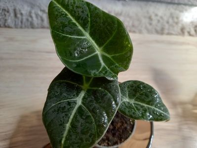 Alocasia reginula Black Velvet