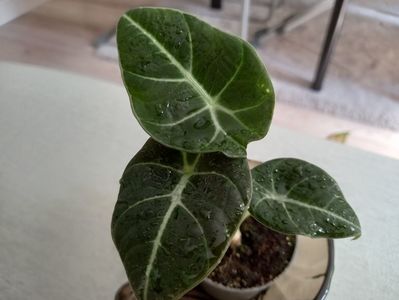 Alocasia Black Velvet