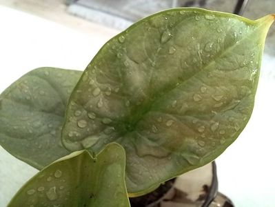 Alocasia Silver Dragon