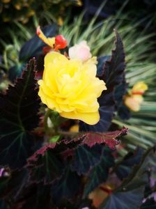 Begonia galbena