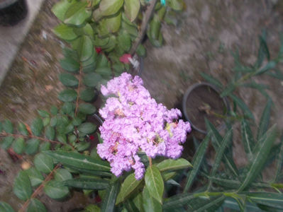 lagerstroemia -lila