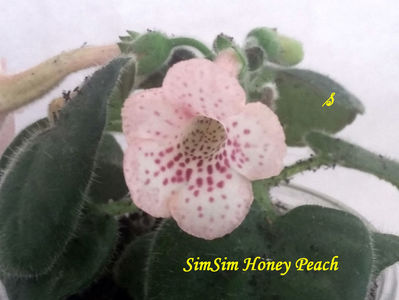 SimSim Honey Peach(16-08-2021)!!!!???