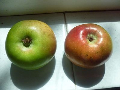Mere Cretesti; Mere Cretesti
