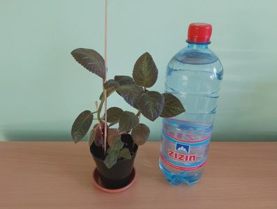 ; Pet-ul de apa de 1 L este pentru a va da seama de dimensiunea plantei.
