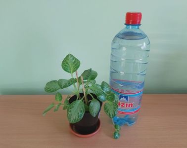 ; Pet-ul de apa de 1 L este pentru a va da seama de dimensiunea plantei.
