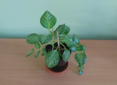 Episcia My Precious (25); Plantuta tanara, inradacinata in ghiveci de 7 cm = 25 Lei.
