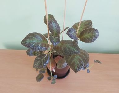 Episcia Pinkiscia (30); Planta tanara, ramificata, inradacinata in ghiveci de cca 9 cm = 30 Lei
