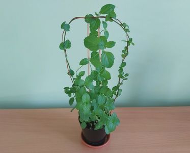 Menta parfumata (10); Planta tanara in ghiveci de cca 7 cm = 10 Lei
