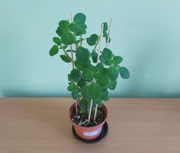 Streptocapella (25); Planta ramificata inradacinata in ghiveci de cca 9 cm = 25 Lei.
