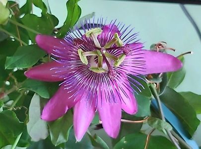 Floare Passiflora Amethyst