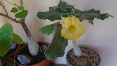 Uncarina roeoesliana