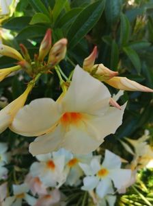 Dipladenia apricot