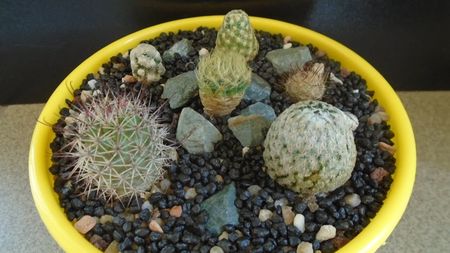 Grup de 6 Mammillaria; Mammillaria theresae
Mammillaria jaliscana	
Mammillaria sanchez-mejoradae 
Mammillaria grahamii
Mammillaria saboae ssp. goldii
Mammillaria aureilanata
