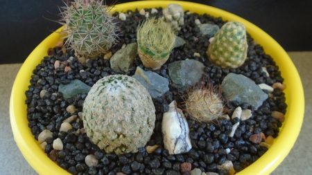 Grup de 6 Mammillaria; Mammillaria theresae
Mammillaria jaliscana	
Mammillaria sanchez-mejoradae 
Mammillaria grahamii
Mammillaria saboae ssp. goldii
Mammillaria aureilanata
