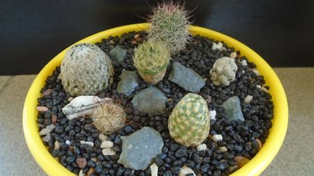 Grup de 6 Mammillaria; Mammillaria theresae
Mammillaria jaliscana	
Mammillaria sanchez-mejoradae 
Mammillaria grahamii
Mammillaria saboae ssp. goldii
Mammillaria aureilanata
