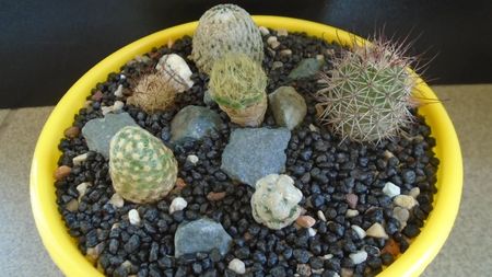 Grup de 6 Mammillaria; Mammillaria theresae
Mammillaria jaliscana	
Mammillaria sanchez-mejoradae 
Mammillaria grahamii
Mammillaria saboae ssp. goldii
Mammillaria aureilanata
