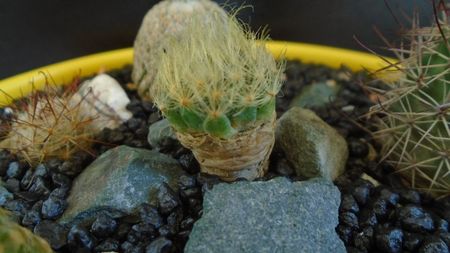 Mammillaria aureilanata