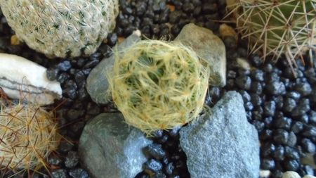 Mammillaria aureilanata