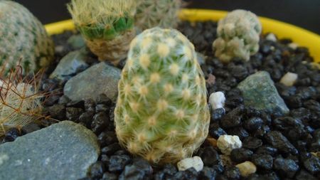 Mammillaria saboae ssp. goldii