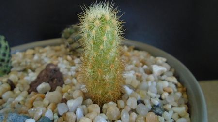 Acharagma roseanum ssp. galeanense, Galeana, Nuevo León, Mx