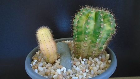 Echinopsis hb. variegata (2 ex.)