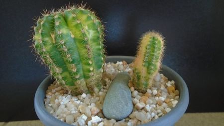 Echinopsis hb. variegata (2 ex.)