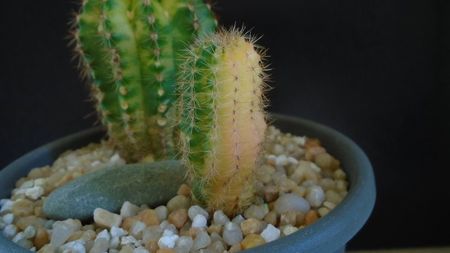 Echinopsis hb. variegata (2 ex.)