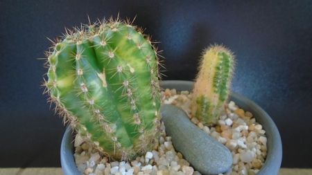 Echinopsis hb. variegata (2 ex.)