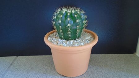 Echinopsis sp.??