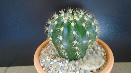 Echinopsis sp.??