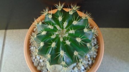 Echinopsis sp.??