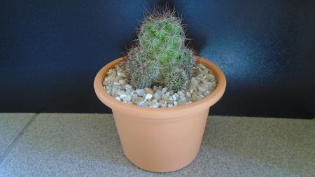 Mammillaria mazatlanensis