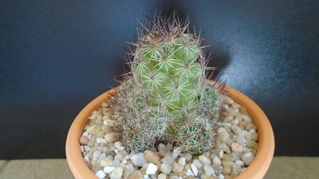 Mammillaria mazatlanensis