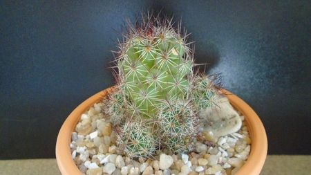 Mammillaria mazatlanensis