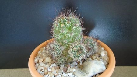 Mammillaria mazatlanensis