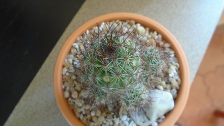 Mammillaria mazatlanensis