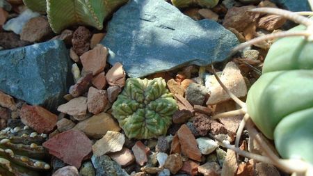 Aztekium ritteri, Rayones, Mx.