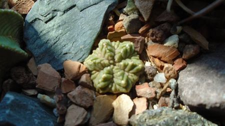 Aztekium ritteri, Rayones, Mx.