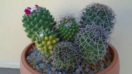 Mammillaria polythele colonie; Mammillaria polythele cv. Stachellos
Mammillaria polythele cv. Stachellos variegata
Mammillaria polythele ssp. obconella
