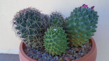 Mammillaria polythele colonie; Mammillaria polythele cv. Stachellos
Mammillaria polythele cv. Stachellos variegata
Mammillaria polythele ssp. obconella
