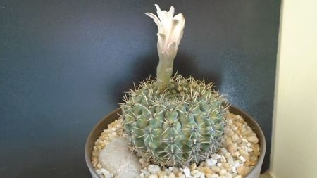 Gymnocalycium sp.